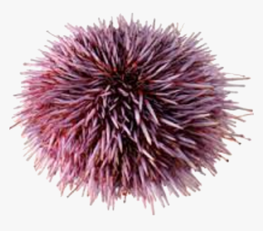 Sea Urchin No Background , Png Download - Sea Urchin Clear Background, Transparent Png, Free Download