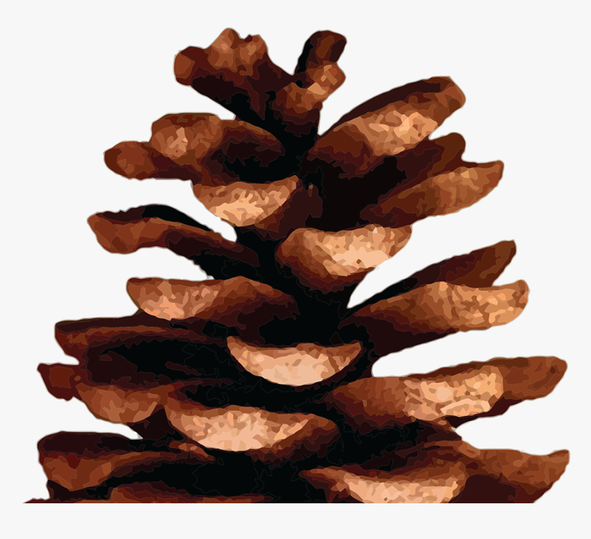 Pine Cone Transparent, HD Png Download, Free Download