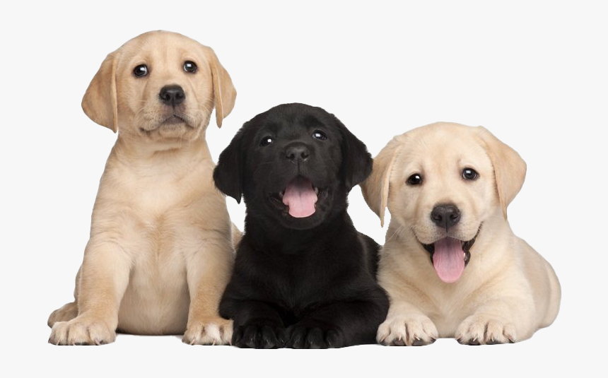 Labrador Retriever Puppy Png Free Image - Labrador Puppies Png, Transparent Png, Free Download