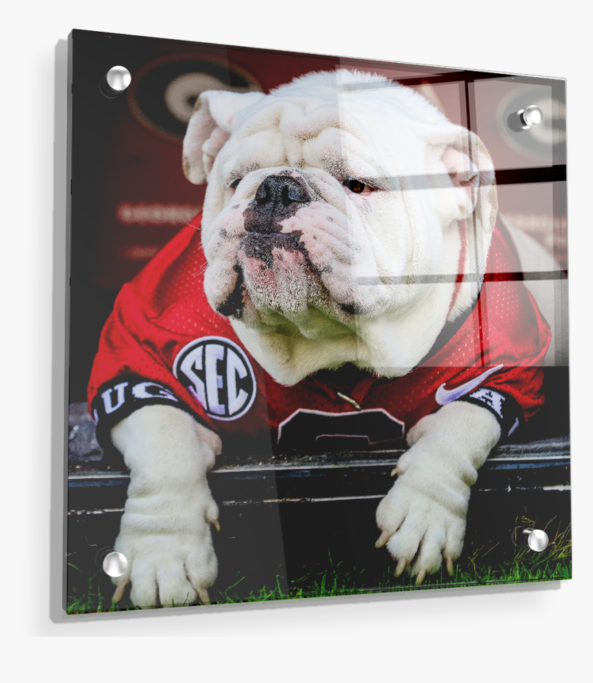 Uga Chillin - Georgia Bulldog Wall Art, HD Png Download, Free Download