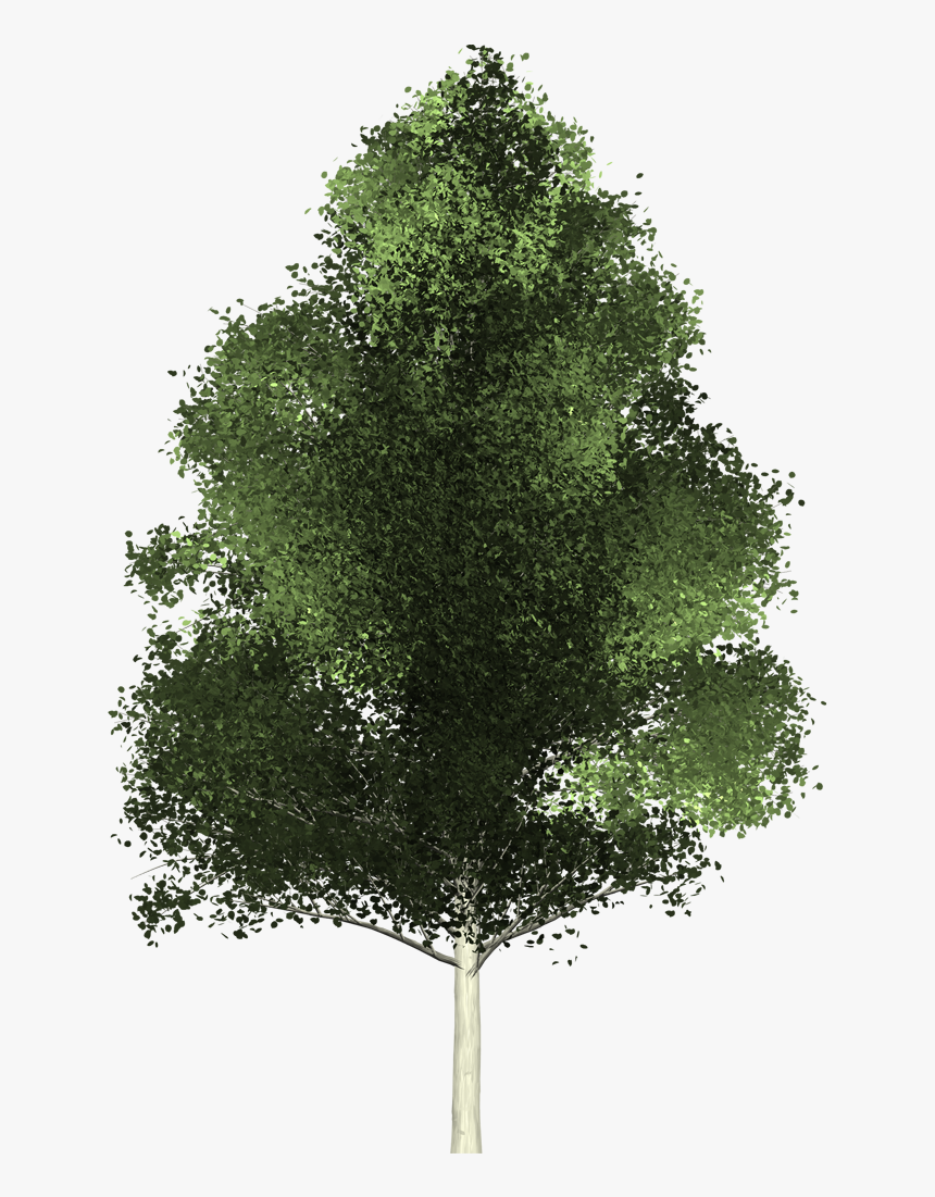 Trees From Above Png - Tree From Above Png, Transparent Png, Free Download