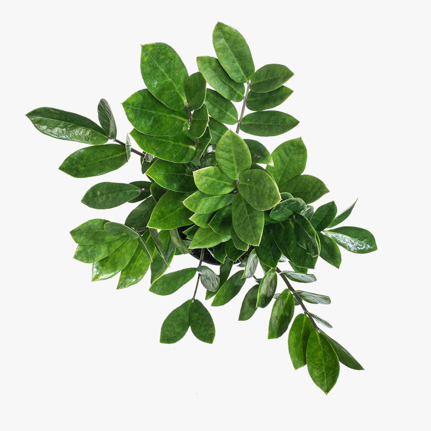 Zz Plant Care - Ilex Vomitoria, HD Png Download, Free Download