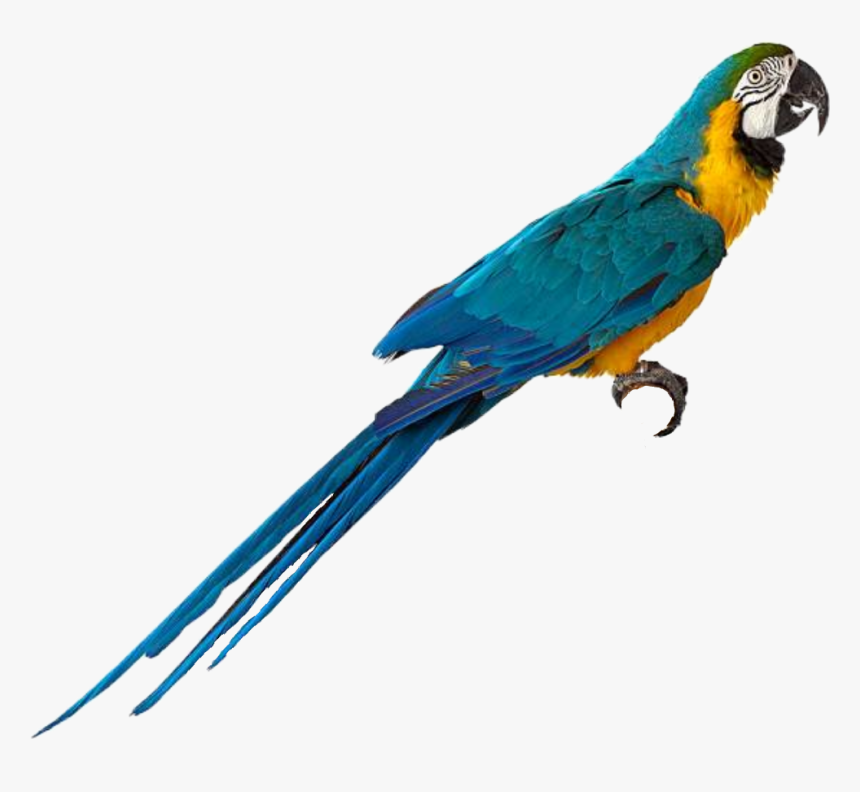 #macaw #parrot #bird - Parrot, HD Png Download, Free Download