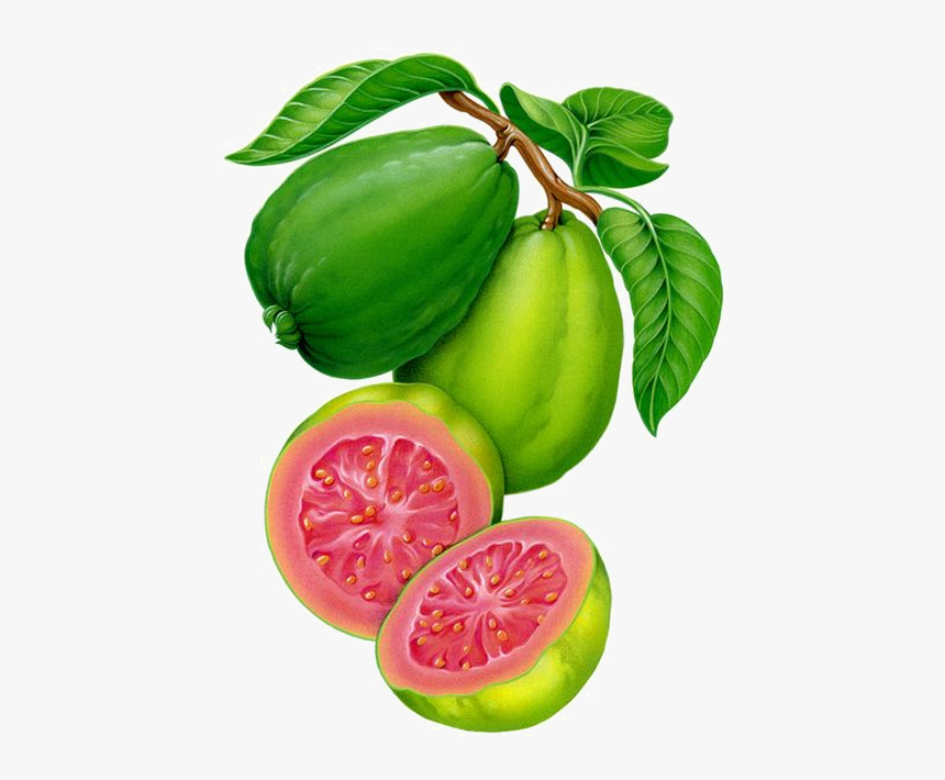 Guava Watercolor, HD Png Download, Free Download