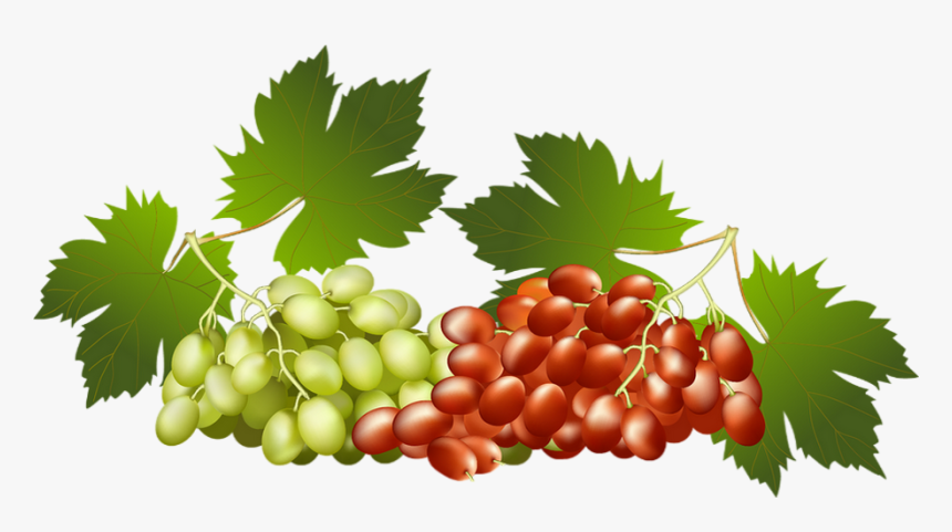 Tube Png - Grapes Vector, Transparent Png, Free Download