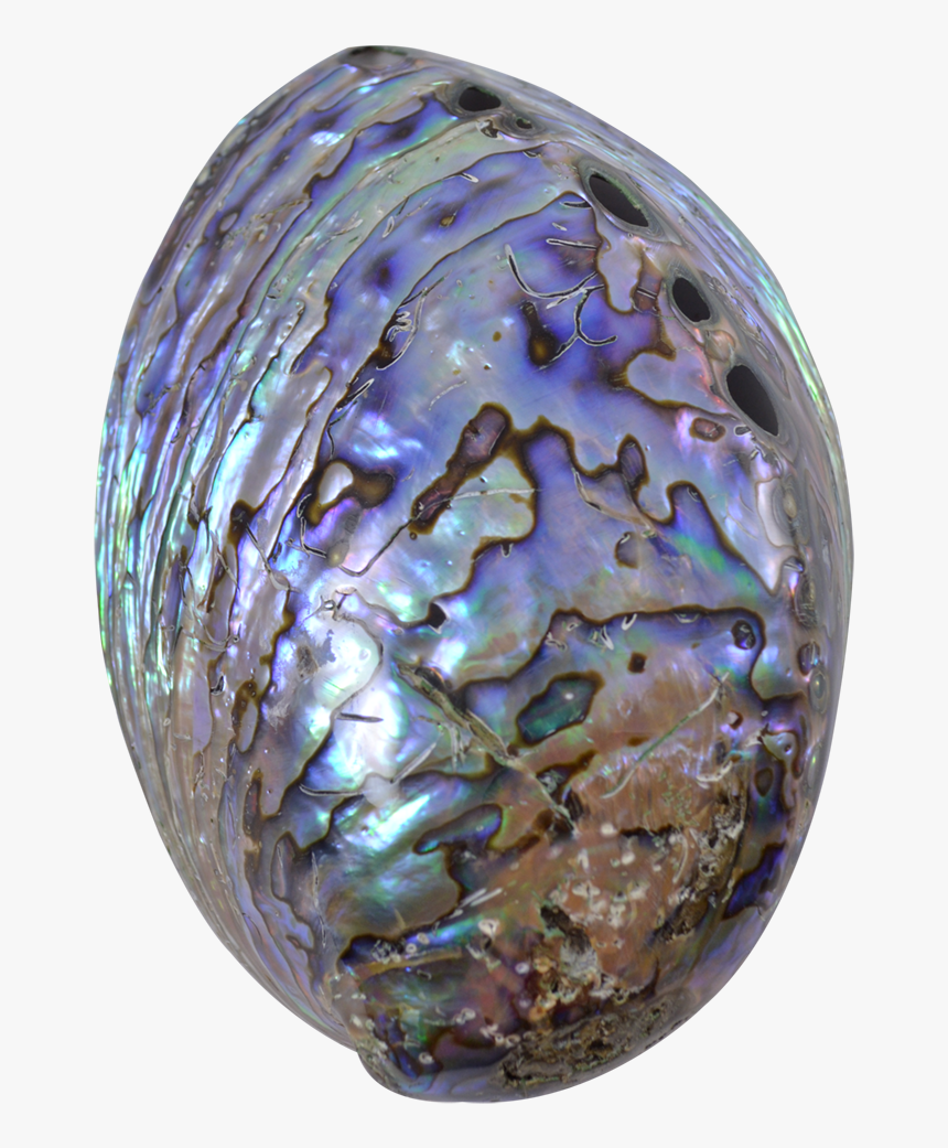 Paua Shell - Bead, HD Png Download, Free Download