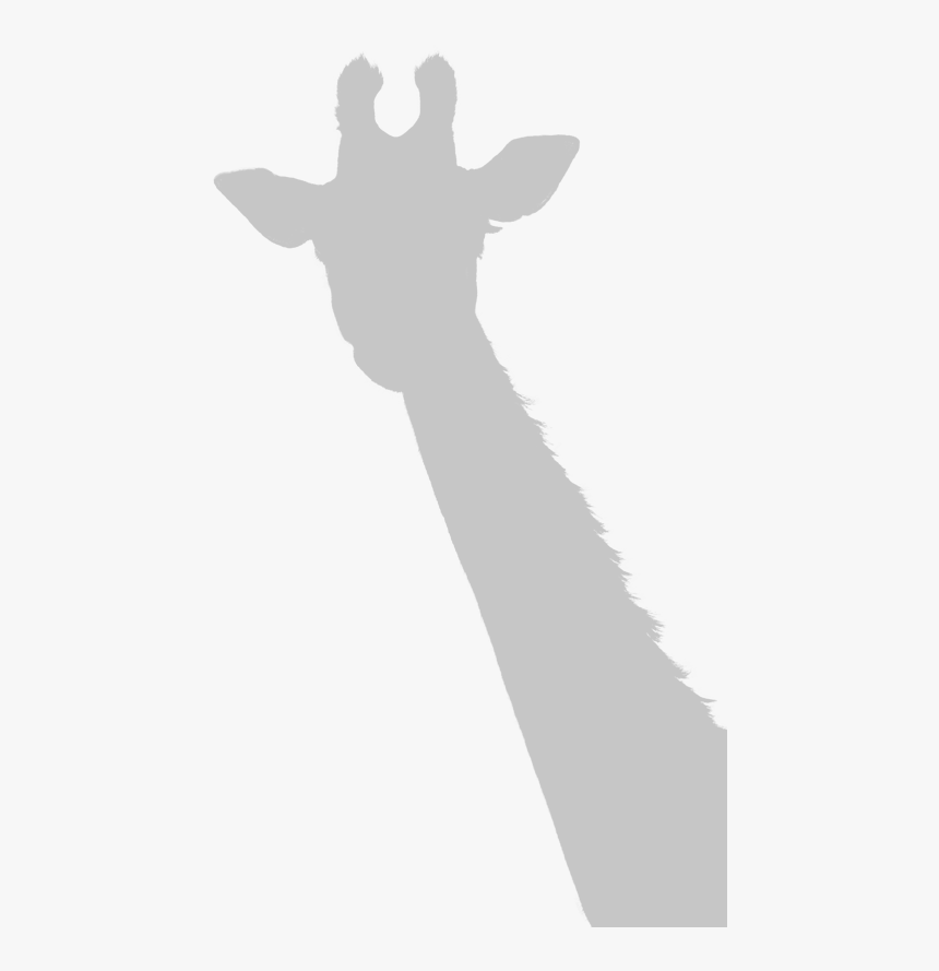 Giraffe, HD Png Download, Free Download