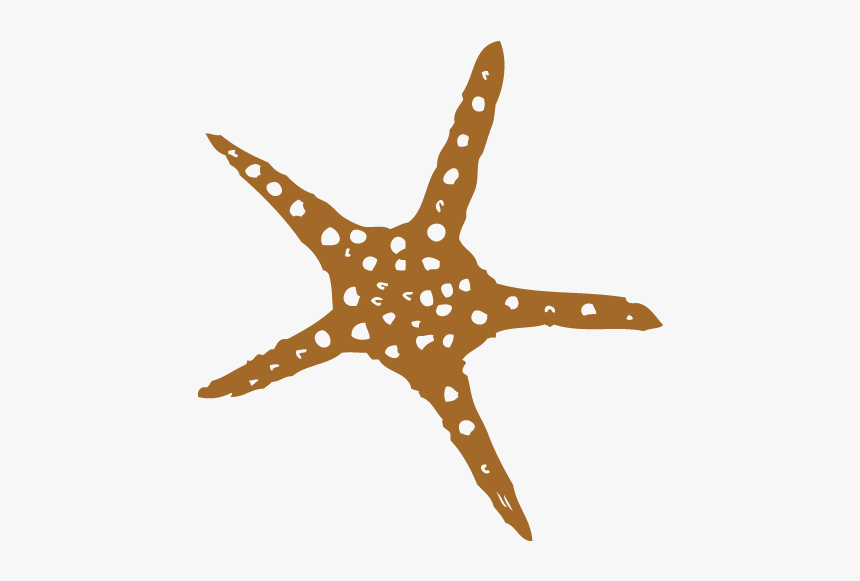 Starfish, HD Png Download, Free Download