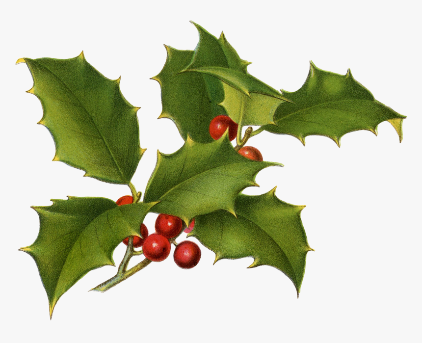 Vintage Holly Illustration, HD Png Download, Free Download