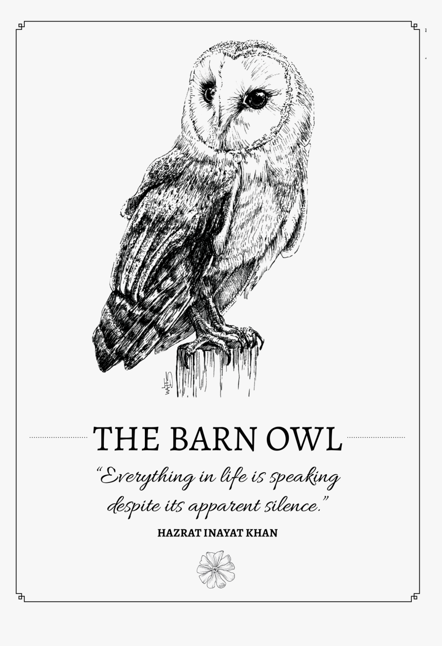 Barn Owl, HD Png Download, Free Download