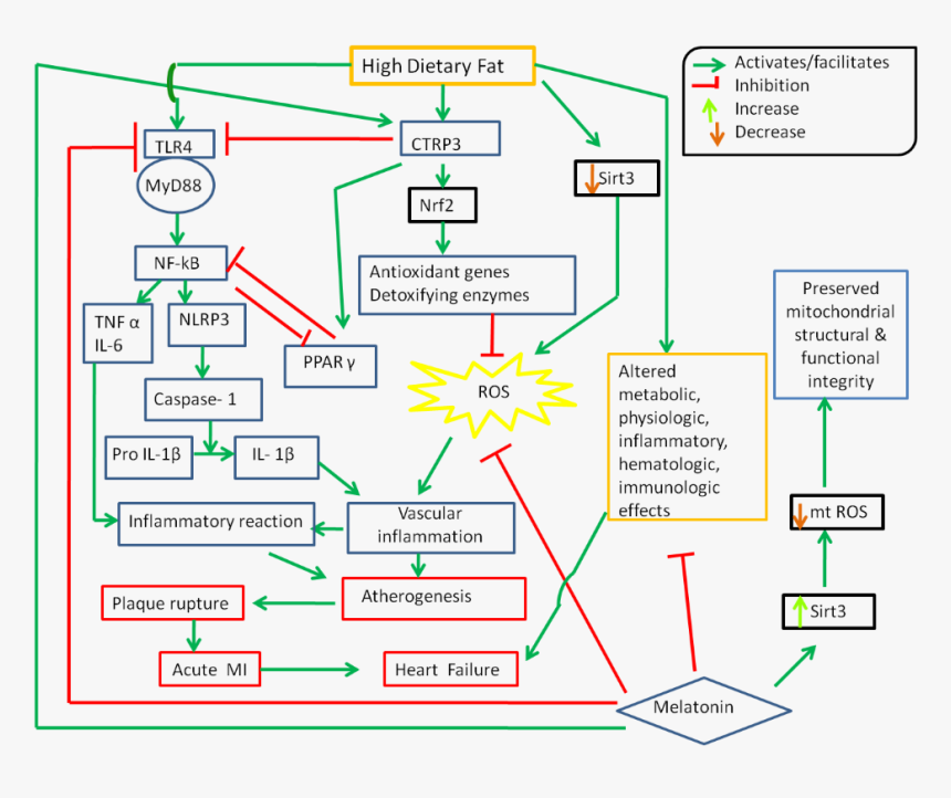 Diagram, HD Png Download, Free Download