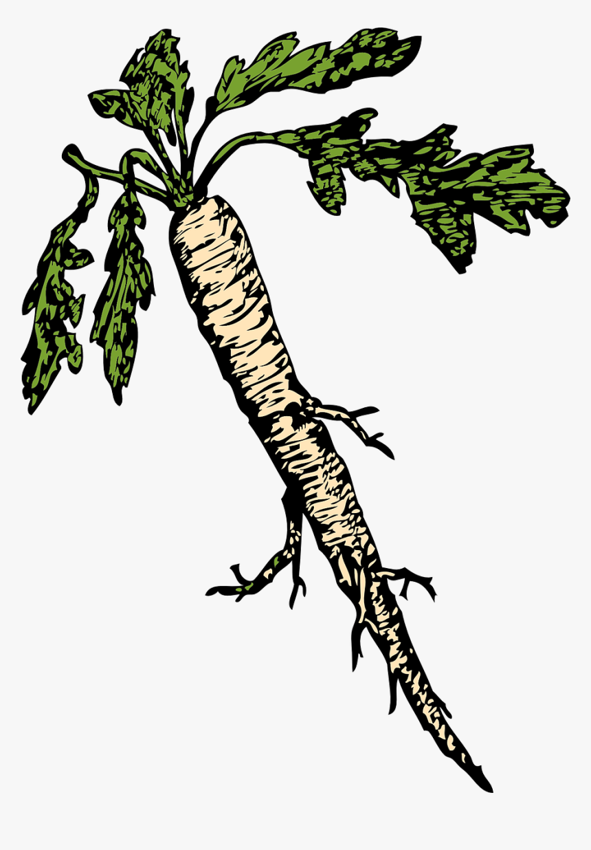 Horseradish Root Vegetable Free Photo - Horseradish Clipart, HD Png Download, Free Download