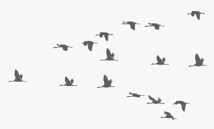 Bird Birds Fly Flying Sky Ftestickers Flying Crane Bird Silhouette Hd Png Download Kindpng