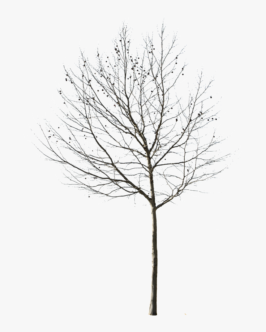 Deciduous Tree Png - Cut Out Winter Tree, Transparent Png, Free Download