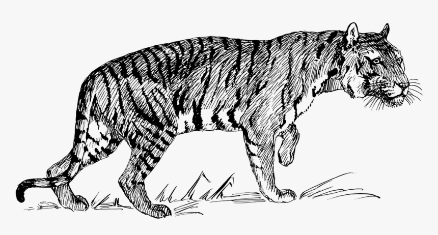 Tiger Png Clipart - Line Drawing Of A Tiger, Transparent Png, Free Download