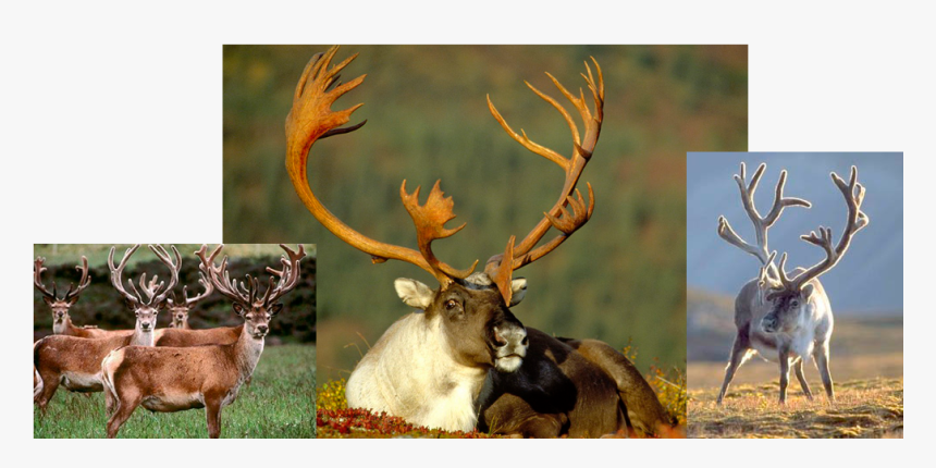 Deer References - Caribou Sitting, HD Png Download, Free Download