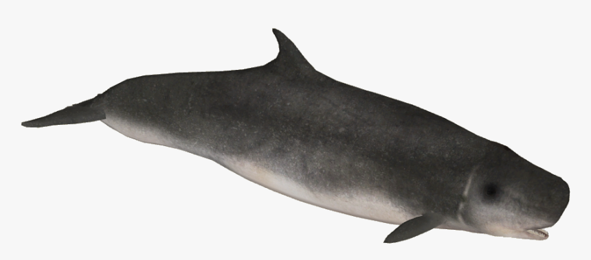 Common Bottlenose Dolphin, HD Png Download, Free Download