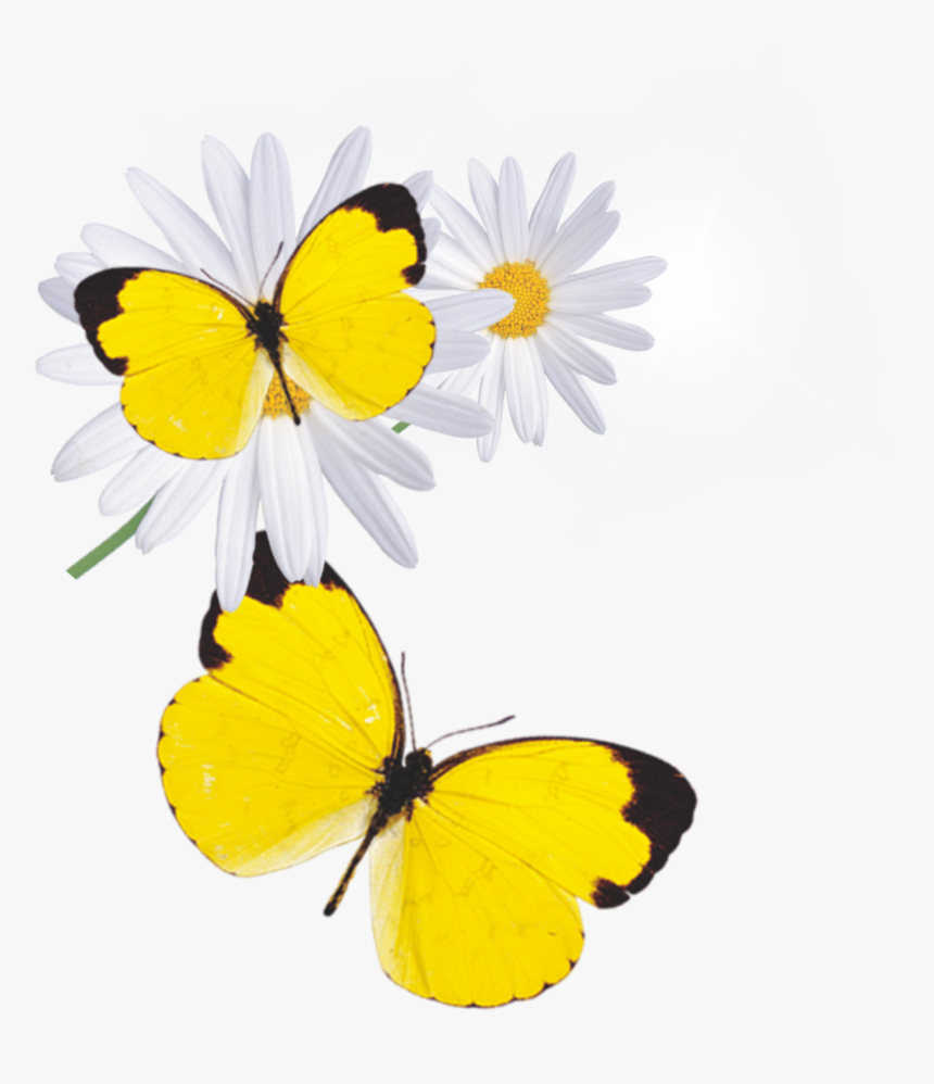 Daisy, HD Png Download, Free Download