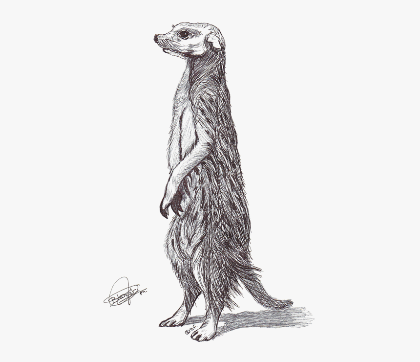 Meerkat, HD Png Download, Free Download