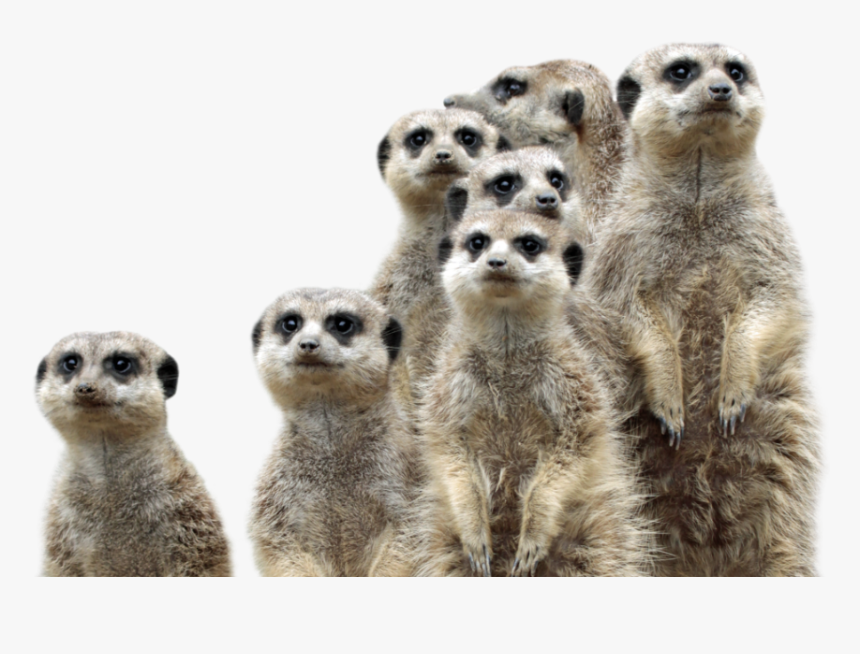 Group Of Meerkats - Meerkat, HD Png Download, Free Download