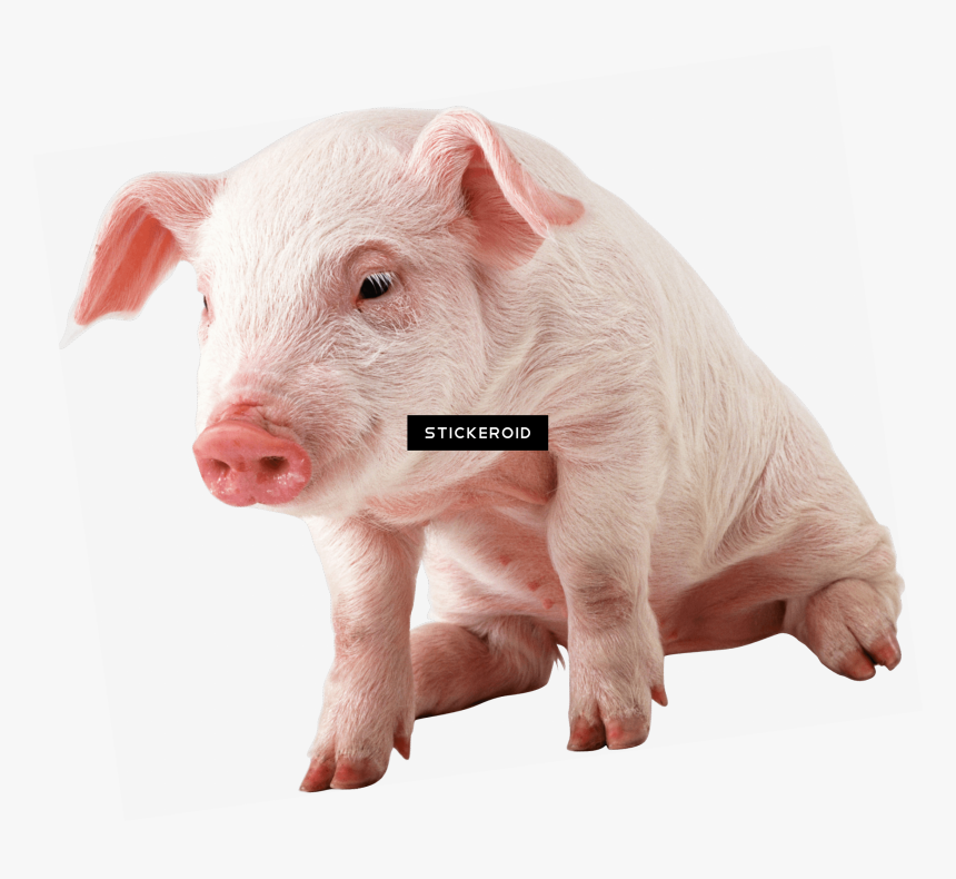 Pig Snout Png - Transparent Pig Png, Png Download, Free Download