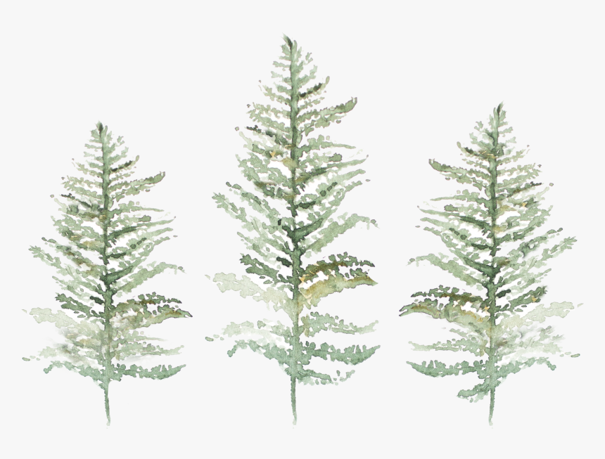 Christmas Tree, HD Png Download, Free Download