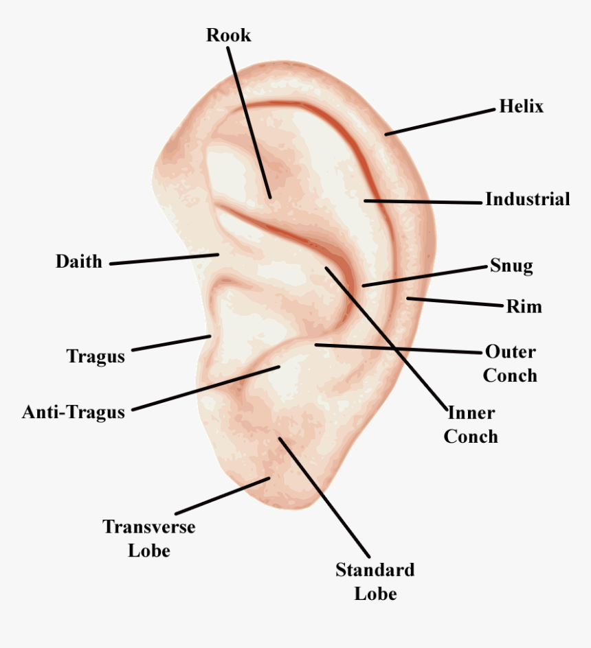 Types Of Ear Piercings - Ear Piercings Names, HD Png Download, Free Download