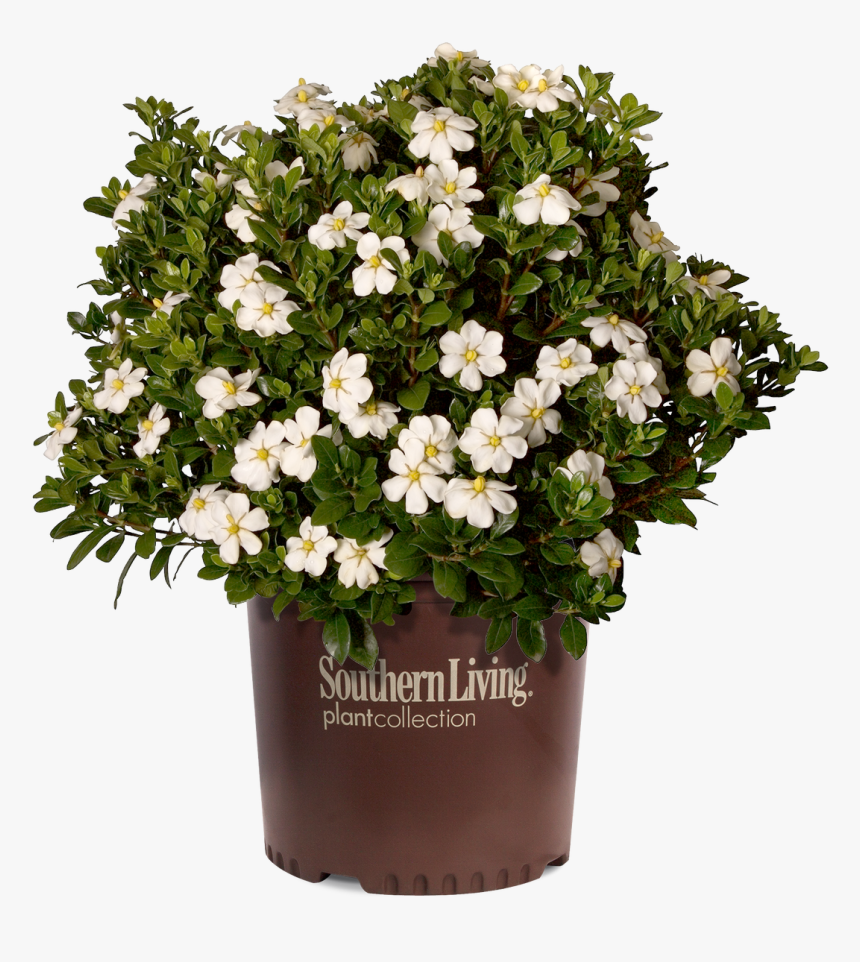 Scentamazing Gardenia In Branded Pot - Scentamazing Gardenia, HD Png Download, Free Download