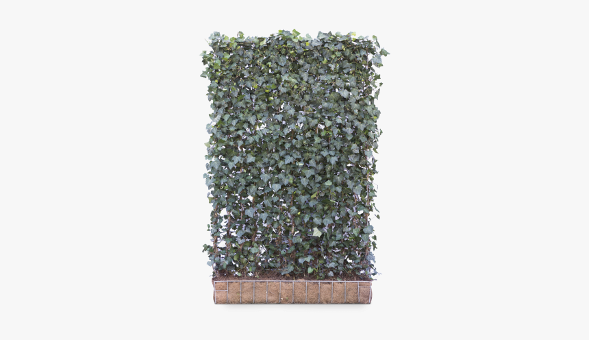 Hedera Woerner Screens, HD Png Download, Free Download