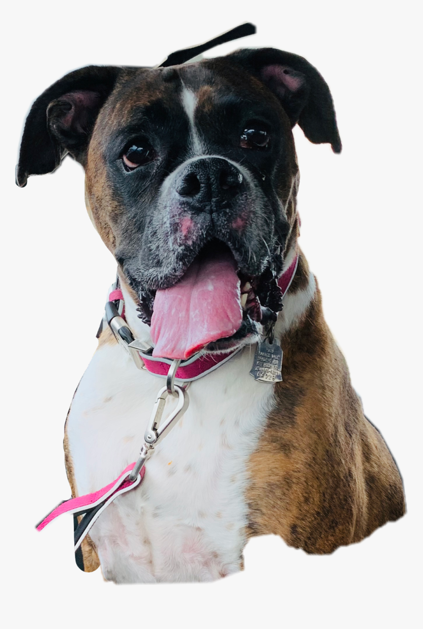 #boxer #dog #bridal #freetoedit - Boxer, HD Png Download, Free Download