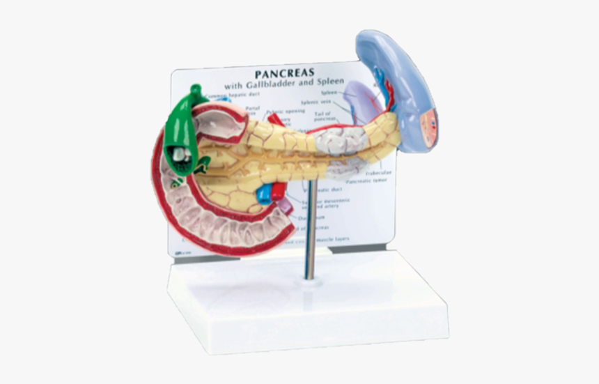 Pancreas Spleen And Gallbladder Model"
 Data Zoom="//cdn - Pancreas And Spleen Model, HD Png Download, Free Download