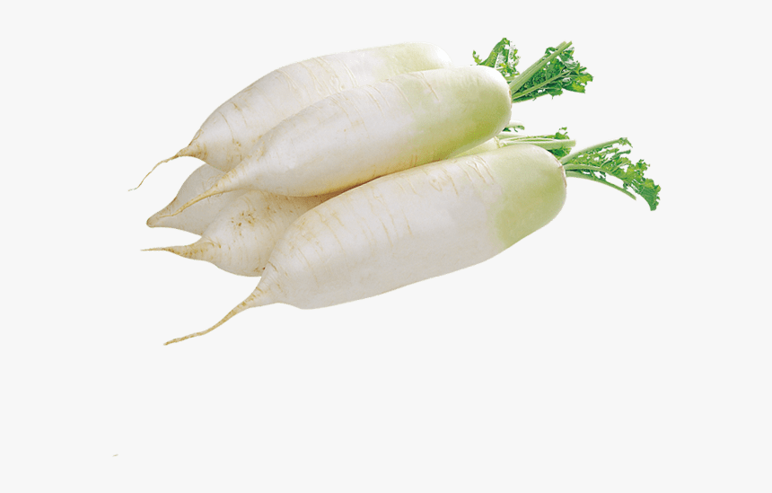 Daikon, HD Png Download, Free Download