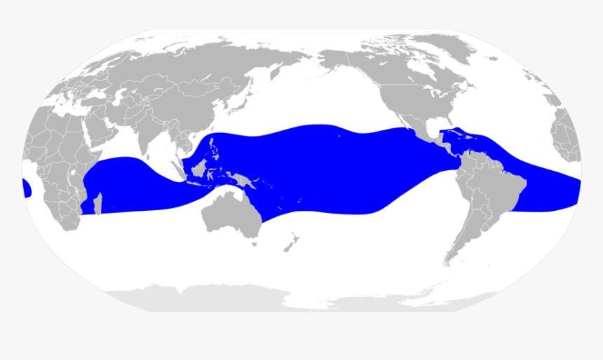 Sula Sula Map - Brachyramphus Perdix, HD Png Download, Free Download