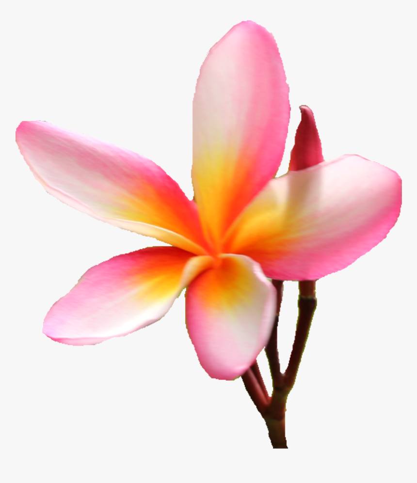 Frangipani, HD Png Download, Free Download