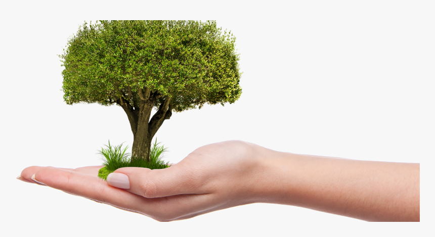 A Child, A Book And A Tree - Château De Saumur, HD Png Download, Free Download