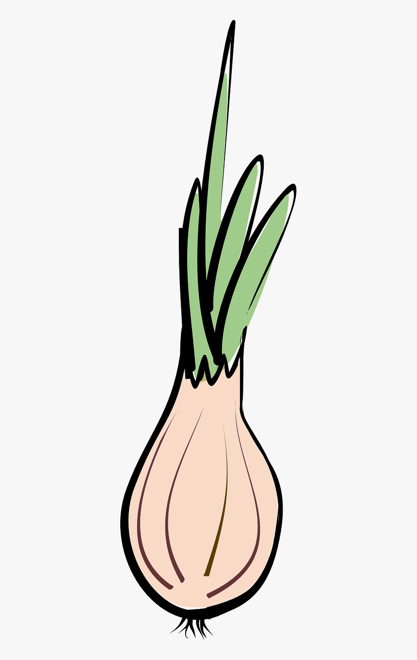 Transparent Onion Clipart - Vegetable, HD Png Download, Free Download