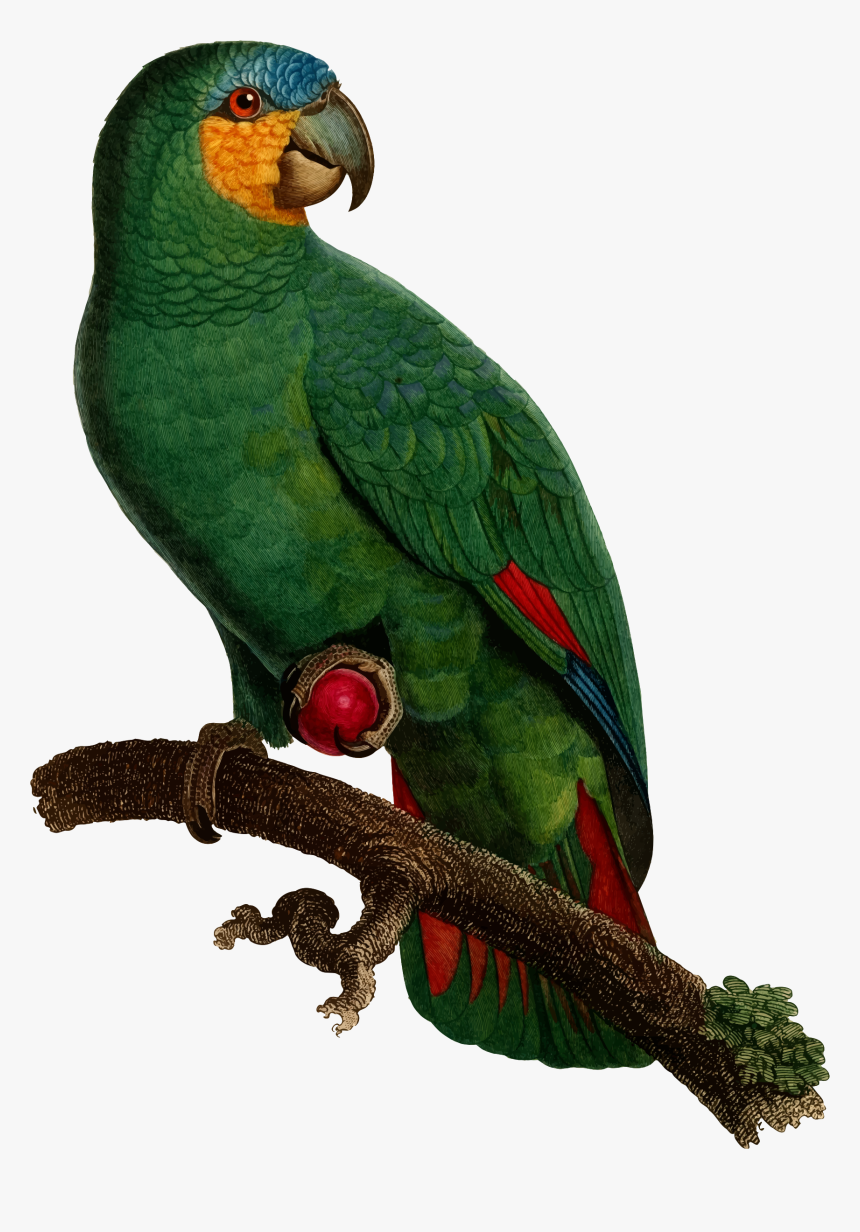 Parrot Clipart Perico, HD Png Download, Free Download