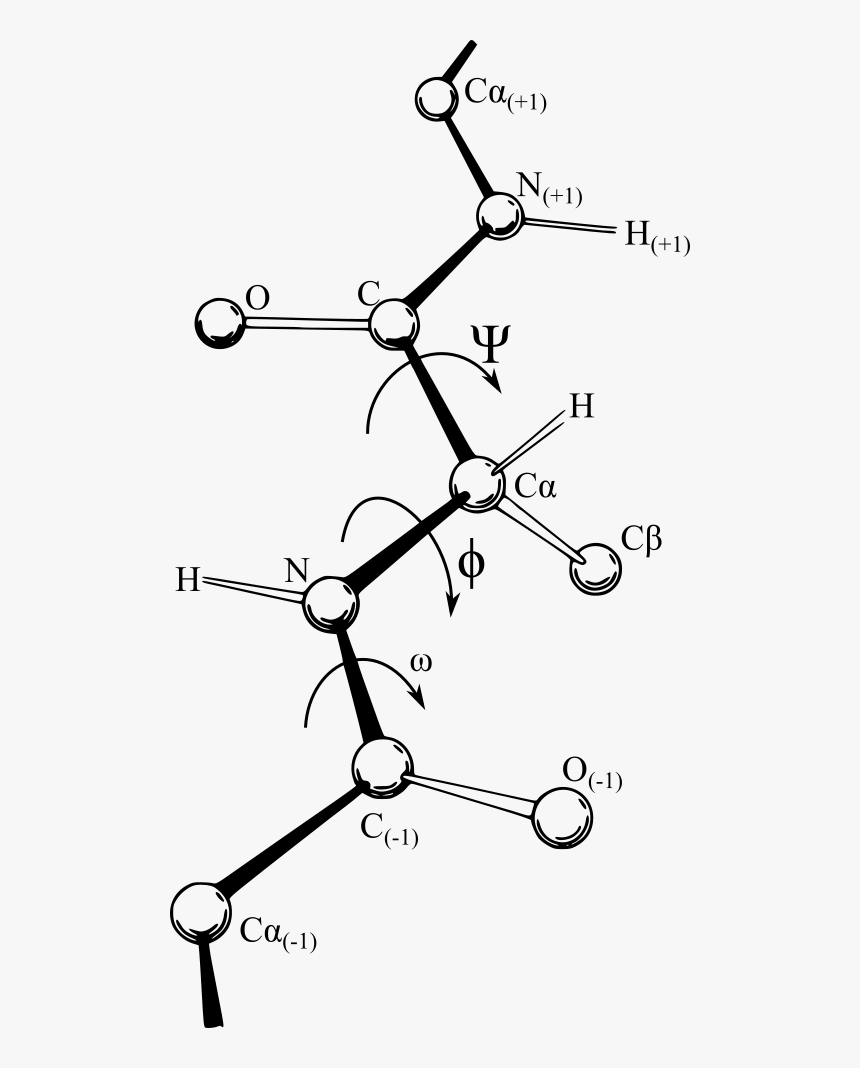 Phi And Psi Angles, HD Png Download, Free Download