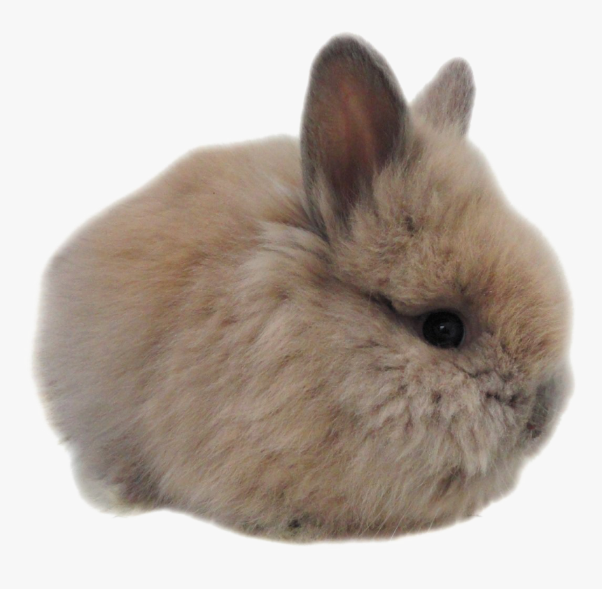 Transparent Bunnies Png - Bunny Rabbit, Png Download, Free Download