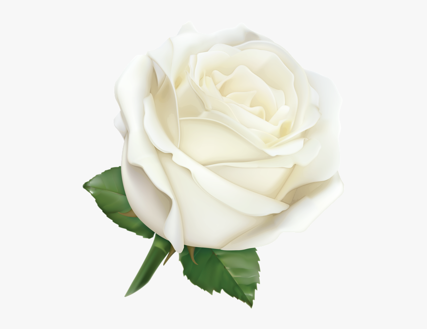 White Rose Transparent Png, Png Download, Free Download