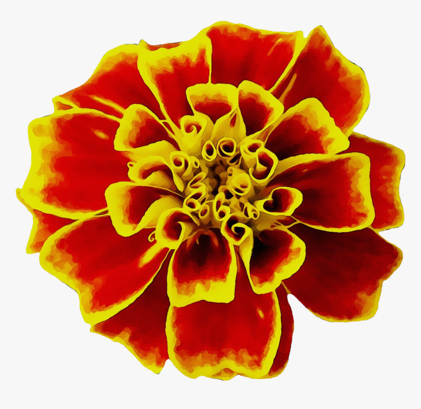 Mexican Marigold Flower Seed Image English Marigold - Marigold, HD Png Download, Free Download