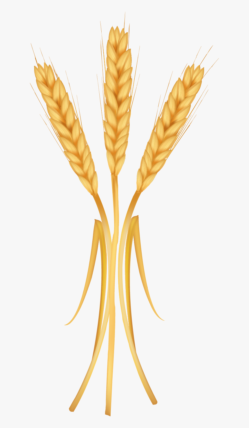 Khorasan Wheat, HD Png Download, Free Download