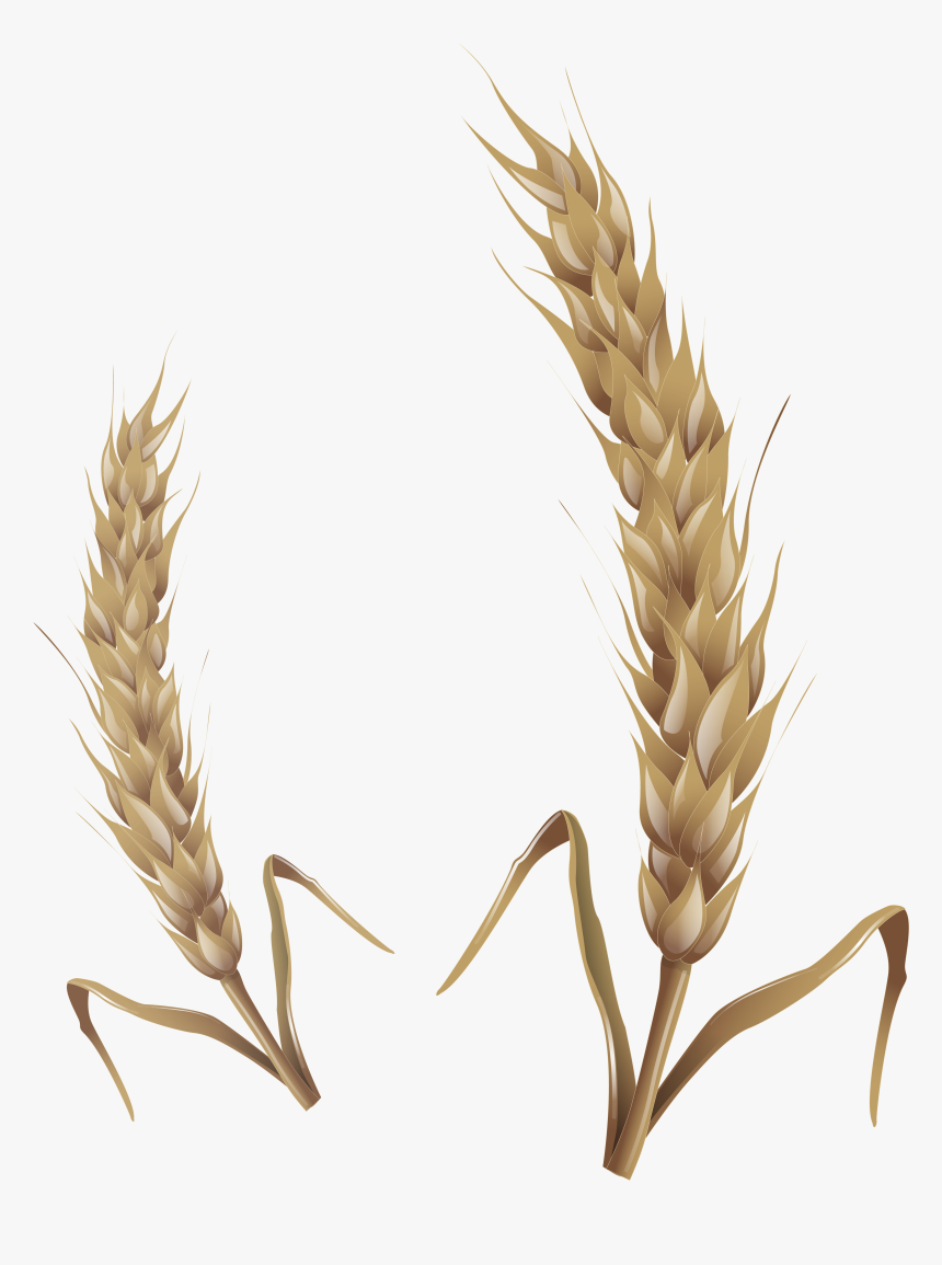 Wheat , Png Download - Wheat Stalk Transparent, Png Download, Free Download