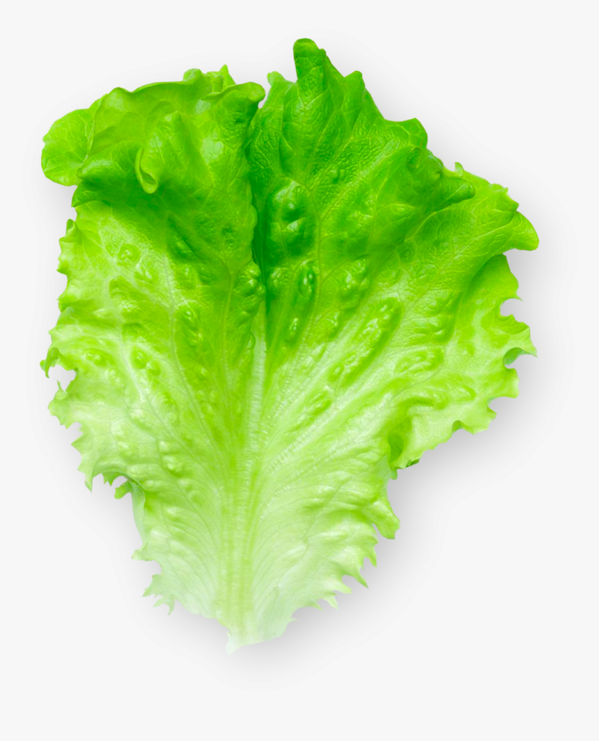 Celtuce, HD Png Download, Free Download