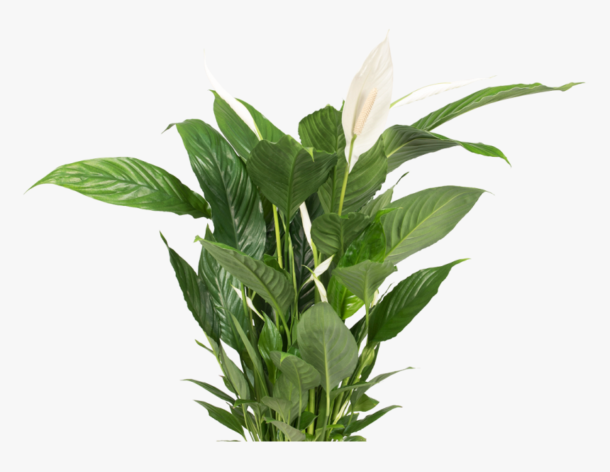 Transparent Plant Transparent Background Peace Lily - Transparent Background Plants Transparent, HD Png Download, Free Download