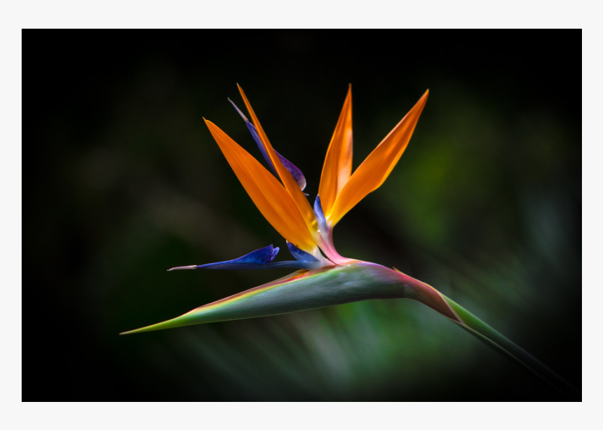 Bird Of Paradise, HD Png Download, Free Download