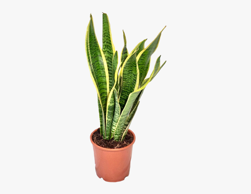 Snake Plant Png - Transparent Background Plants Transparent, Png Download, Free Download