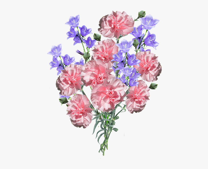 Carnations, Flowers, Blue - Blue And Pink Carnations, HD Png Download, Free Download