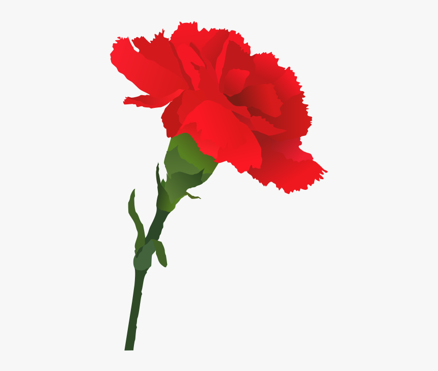 Carnation Cliparts - Carnation Clipart Png, Transparent Png, Free Download