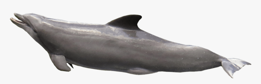 Dolphin Mouth Open - Dolphin Transparent Fish Png, Png Download, Free Download